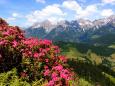 ALpenrosenPano.jpg